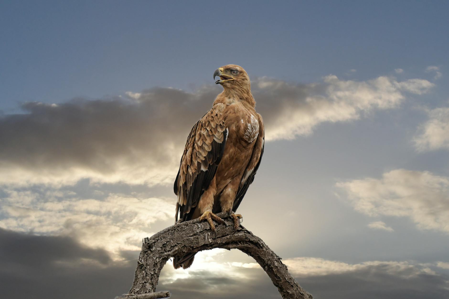 falcon perched on tree